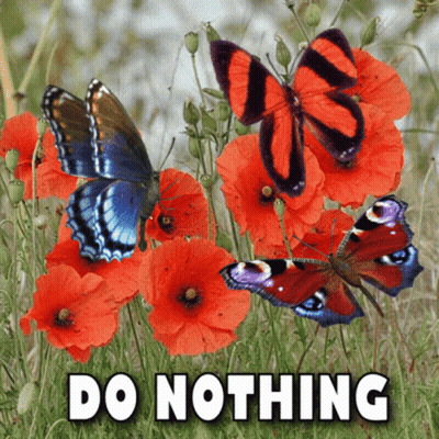 Butterflies Do Nothing GIF
