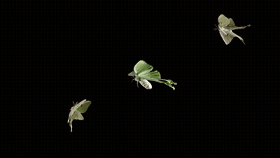 Butterflies Flying In The Dark GIF