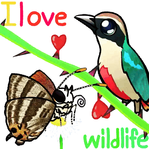 Butterfly And Bird I Love Wildlife Sticker