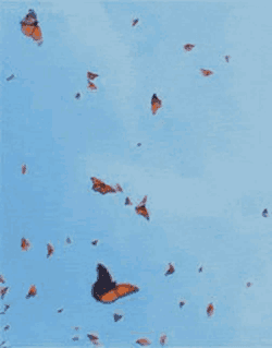 Butterfly Blue Meme GIF