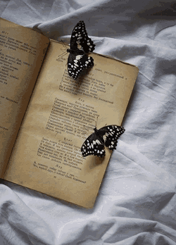 Butterfly Book GIF