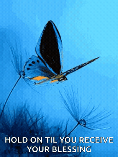 Butterfly Flying Over Dandelion Hold On Till You Receive Your Blessing GIF