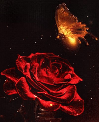 Butterfly Flying Over Red Rose GIF