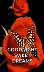 Butterfly Flying Through Roses Good Night GIF