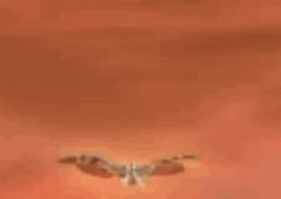 Butterfly Flying With Wings Spread GIF