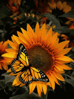 Butterfly GIF