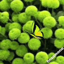 Butterfly In Green Floral Backgrounds GIF