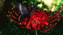 Butterfly Landing On Spider Lily Anime Flower GIF