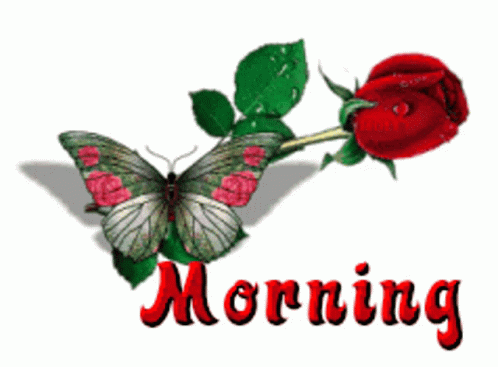 Butterfly Next To Red Rose Morning GIF