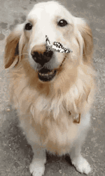Butterfly On Dog Nose