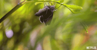 Butterfly On Green Leaf With Netflix GIF
