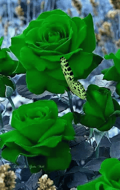 Butterfly On Green Rose GIF