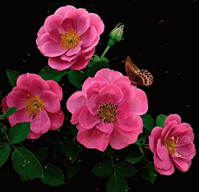 Butterfly On Pink Flower Black Background GIF