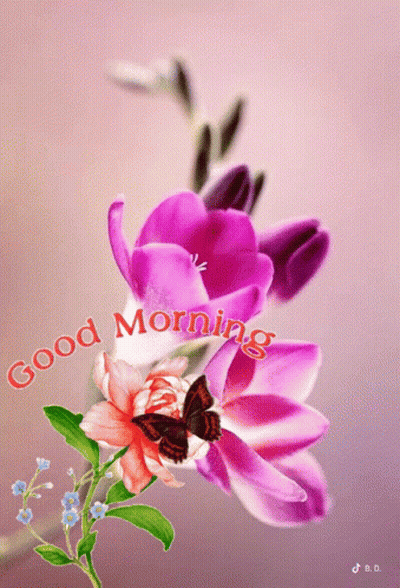 Butterfly on Pink Flower Saying Good Morning