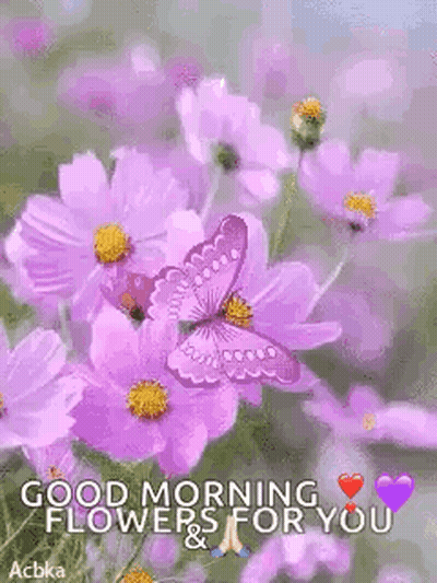 Butterfly On Purple Flower Good Morning GIF