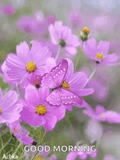Butterfly On Purple Flower Saying Good Morning GIF