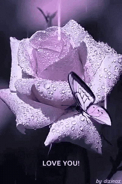 Butterfly On Purple Rose With Water Drops GIF