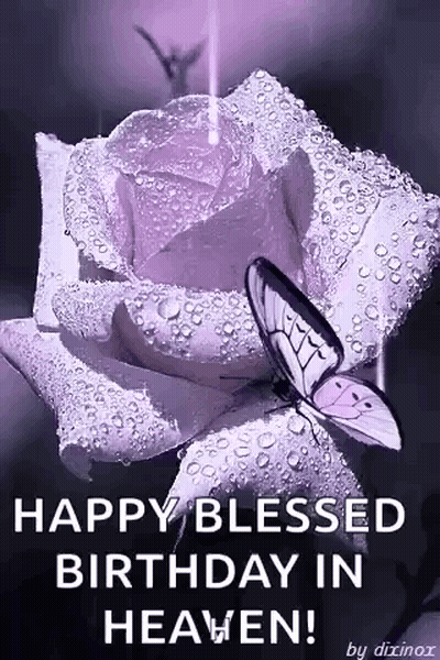 Butterfly On Purple Rose With Water Drops GIF