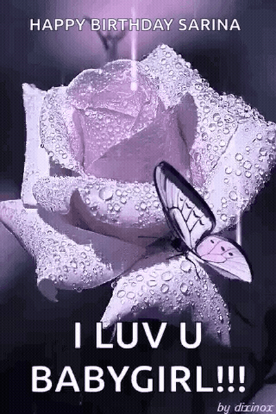 Butterfly On Purple Rose With Water Drops GIF