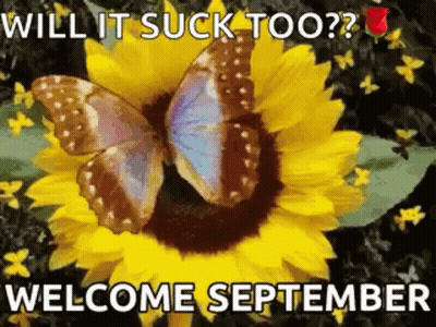 Butterfly On Sunflower Will It Suck Too Welcome September GIF