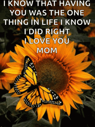 Butterfly On Sunflower With Quote GIF