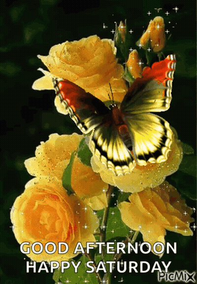 Butterfly On Yellow Rose Good Afternoon Happy Saturday GIF