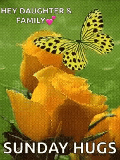 Butterfly On Yellow Rose With Sunday Hugs GIF
