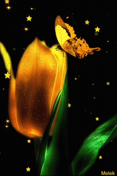 Butterfly Perched On Flower Melek GIF