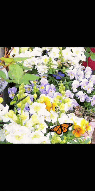 Butterfly Perched On Flower GIF