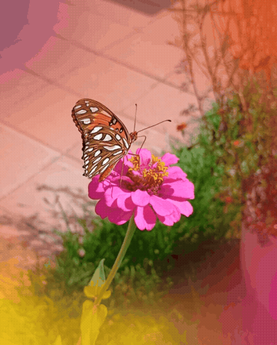 Butterfly Perched On Pink Flower With Yellow Center GIF
