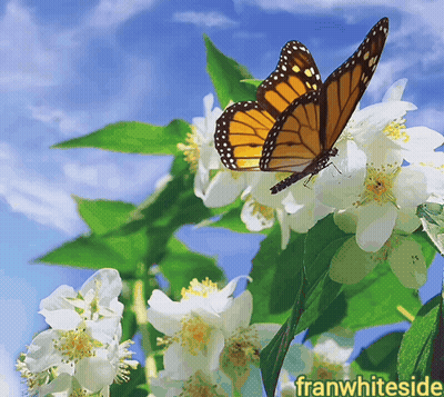 Butterfly Perched On White Flower Franwhiteside GIF