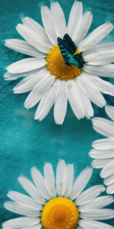 Butterfly Perched on White Flower