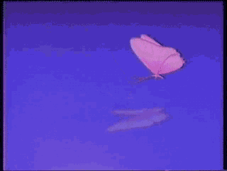 Butterfly Retro GIF