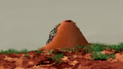 Butterfly Sitting On Dirt Mound GIF