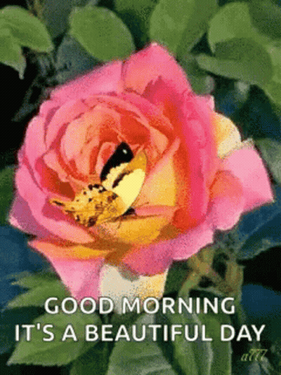 Butterfly Sitting On Pink Rose Good Morning GIF