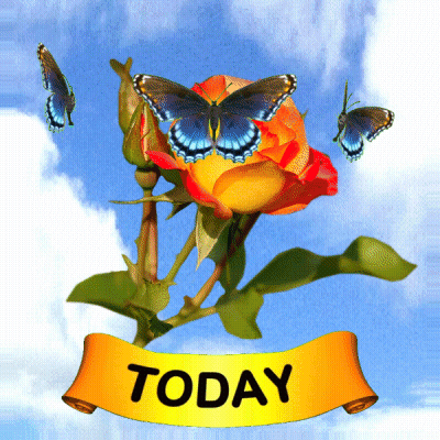 Butterfly Sitting On Rose With Today Banner GIF