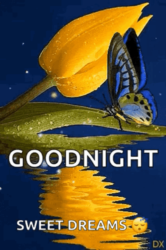 Butterfly Sitting On Yellow Flower Goodnight GIF