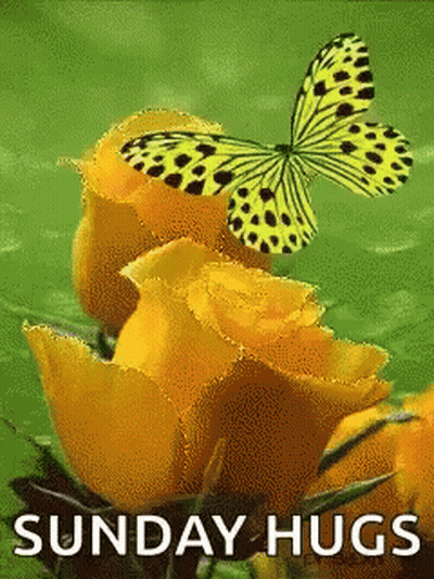 Butterfly Sitting On Yellow Rose GIF