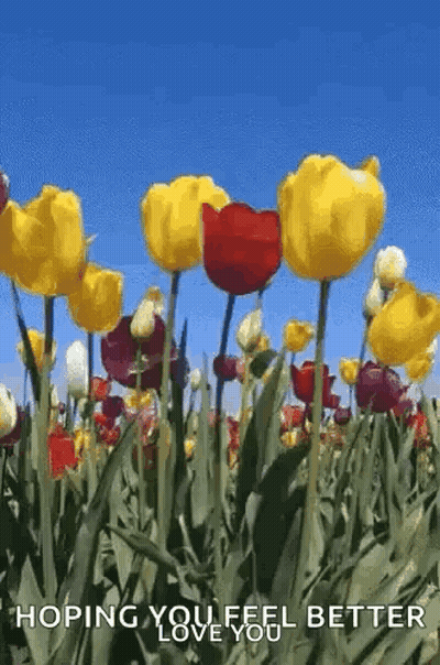 Butterfly Sitting On Yellow Rose Sunday Hugs GIF