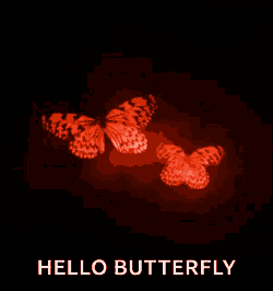 Butterfly Wings Flapping GIF