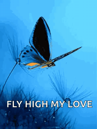Butterfly With Fly High My Love GIF
