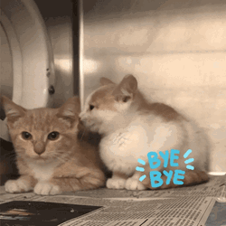 Bye Bye Cat Animal Shelter GIF