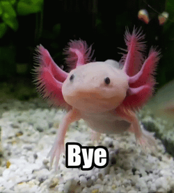 Bye Crazy Axolotl GIF