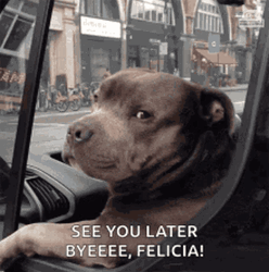 Bye Felicia Dog