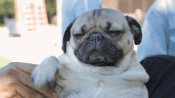 Bye Joe Cute Pug Waving GIF