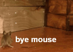 Bye Poor Mouse GIF