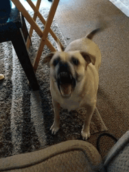 Ca De Bou Dog Barking GIF