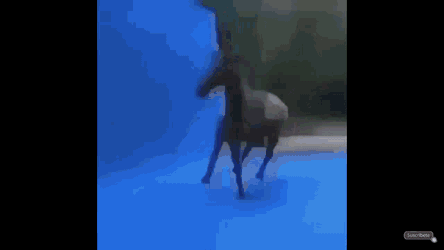 Caballo Loco GIF