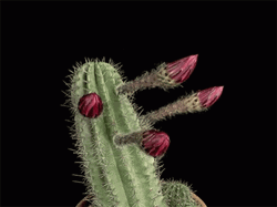 Cactus Flower Blooming Timelapse