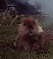 Caddy Shack Shaking Gopher GIF